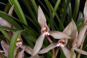 Cymbidium tortisepalum var. longibracteatum Vineland's Pink HCC/AOS 76 pts.